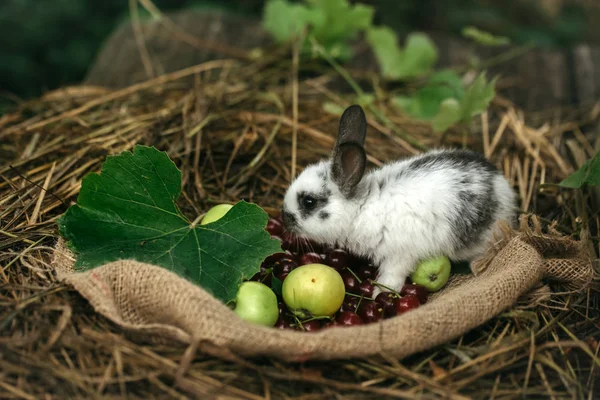 빨간 체리 열매와 녹색 사과 함께 서 있는 귀여운 토끼 — 스톡 사진