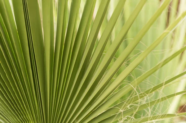 绿色的风扇棕榈叶 — 图库照片