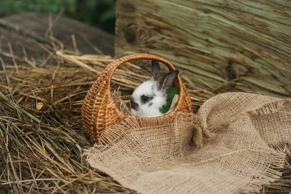 籐のバスケットに座っているかわいいウサギ — ストック写真