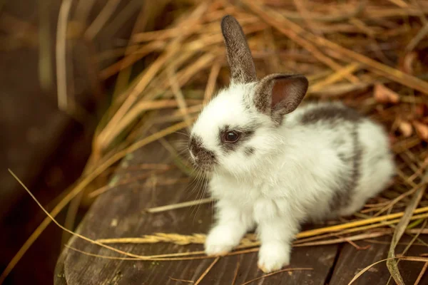 干し草に座っているかわいいウサギ — ストック写真