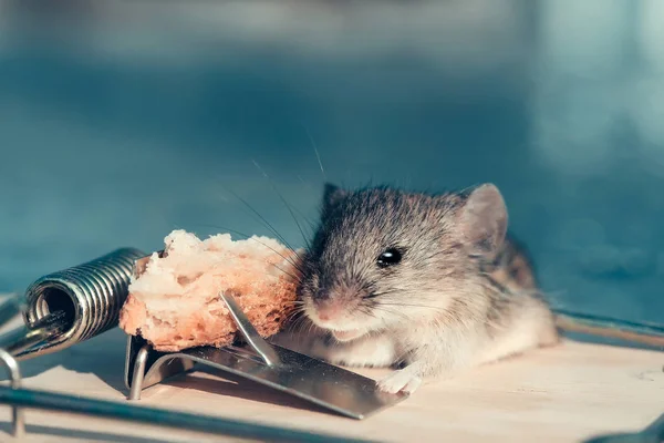 Rato cinzento bonito da casa ou rato na ratoeira com isca — Fotografia de Stock