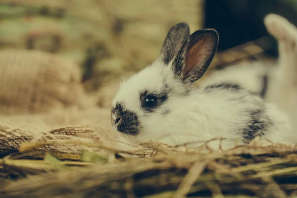 Mignon lapin couché sur le sac — Photo