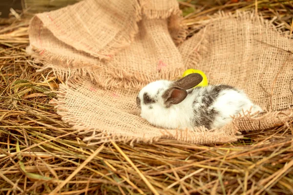 荒布を着た青リンゴと横になっているかわいいウサギ — ストック写真