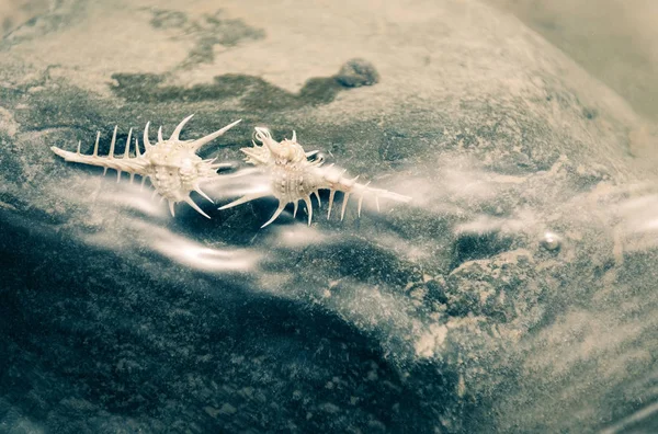 Красивые морские раковины под водой на скалистом побережье — стоковое фото