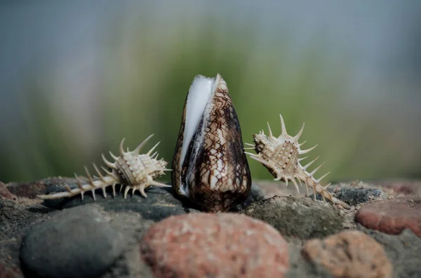 Belle spine e coni conchs su pietre grigie e rosse — Foto Stock