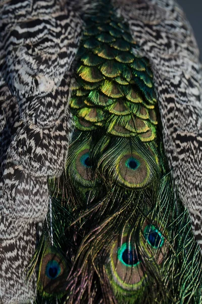 美丽的孔雀羽毛 — 图库照片