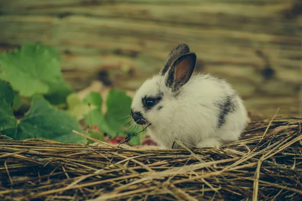 Милый кролик, сидящий на сене и зеленых листьях — стоковое фото