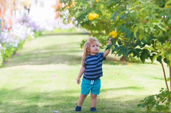 Lindo bebé niño recogiendo flores de flores amarillas de los arbustos — Foto de Stock