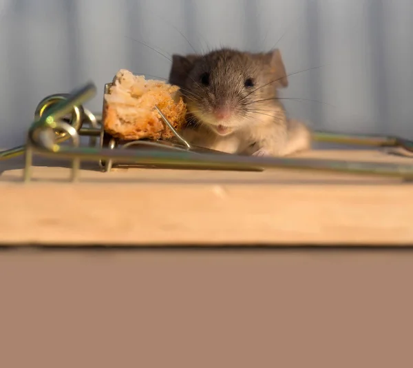 Linda casa gris ratón o rata en ratonera con cebo —  Fotos de Stock