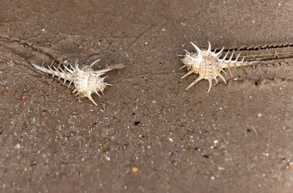 Schöne Meeresmuscheln kriechen mit Trails auf nassem Natursand — Stockfoto