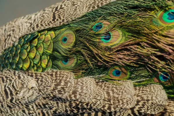Belles plumes de paon — Photo