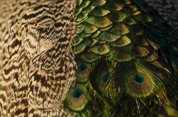 Penas de pavão bonitas — Fotografia de Stock