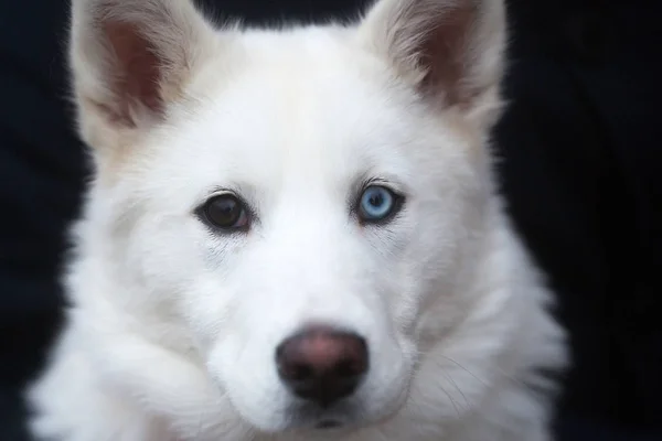 Cão com olhos castanhos e azuis — Fotografia de Stock