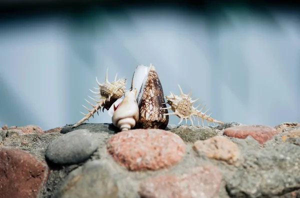 Όμορφη αγκάθι, κώνου και σπειροειδής conchs στις πέτρες — Φωτογραφία Αρχείου