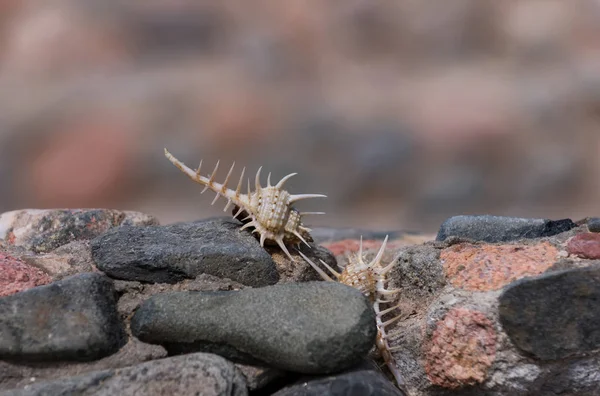 Schöne Meeresmuscheln kriechen auf grauen Steinen — Stockfoto