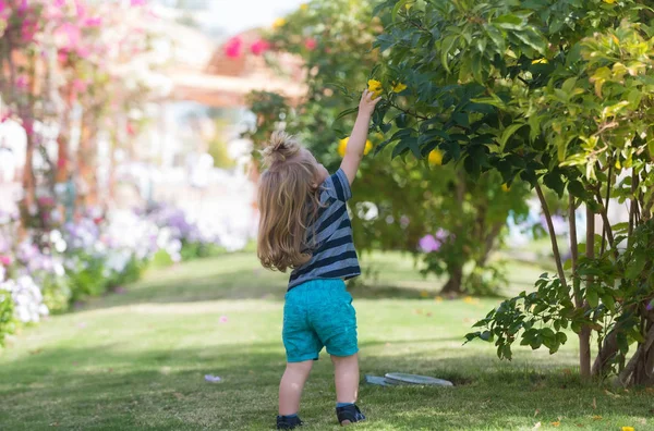 Cute baby boy picking yellow blossoming flowers from bushes — Stock Photo, Image