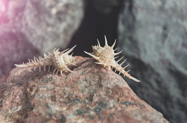 Schöne Meeresmuscheln kriechen auf Terrakottasteinoberfläche — Stockfoto
