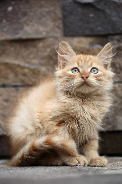 귀여운 새끼 고양이 또는 새끼 고양이 — 스톡 사진