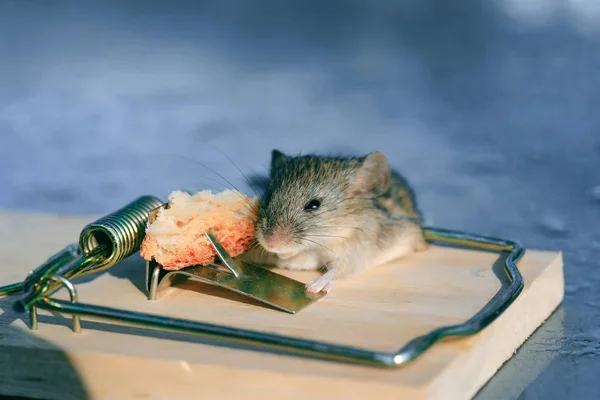 Niedliche Hausgraumaus oder Ratte an Mausefalle mit Köder — Stockfoto