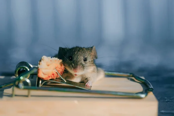 Rato cinzento bonito da casa ou rato na ratoeira com isca — Fotografia de Stock