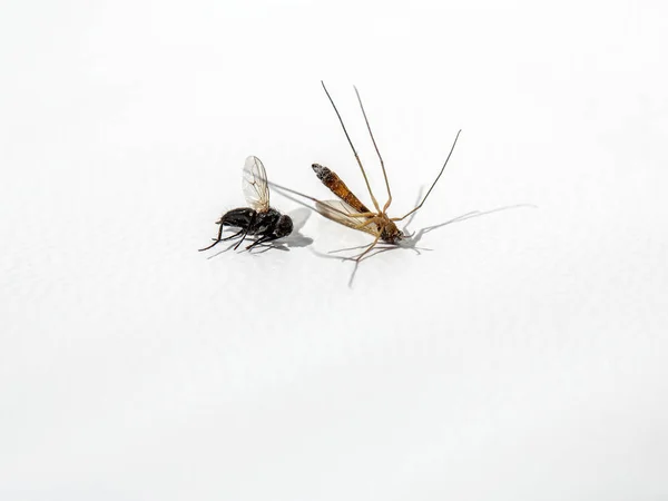 Дослідження дикої природи, Потворно сушений комар і літати — стокове фото
