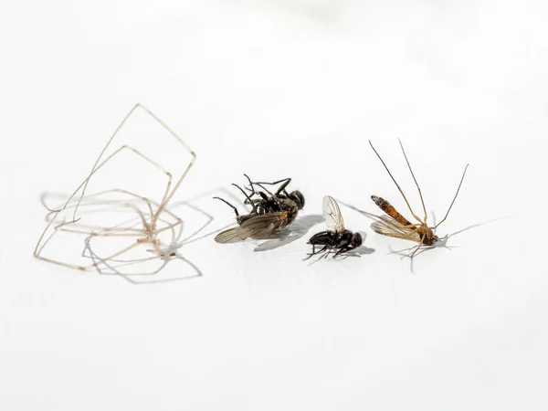 Павук, мухи і комар — стокове фото