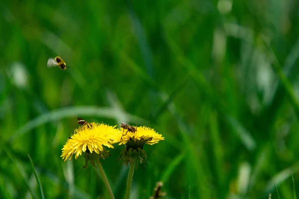 Bee on yellow dandelion flower in green grass — Stock Photo, Image