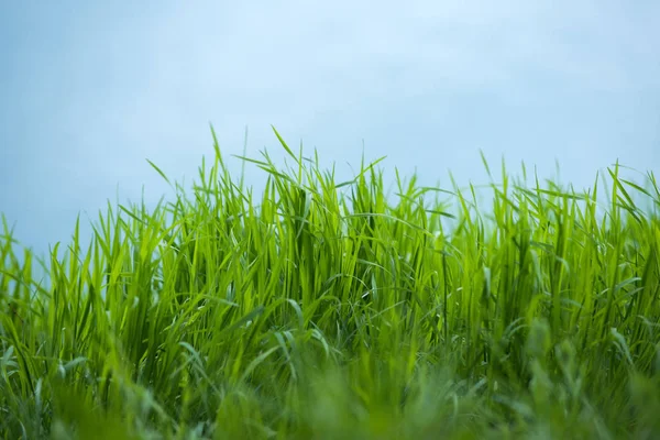 Primavera erba verde su sfondo cielo blu come sfondo naturale — Foto Stock