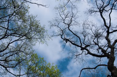 ağaçlar mavi bulutlu gökyüzü arka plan üzerinde yeşil yaprakları ile bahar