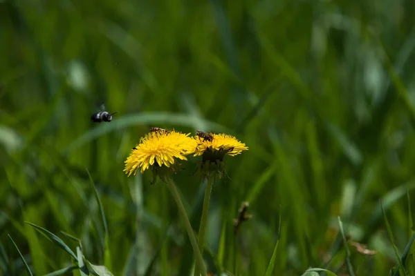 Dandelion flower yellow color with bee in green grass — Stock Photo, Image