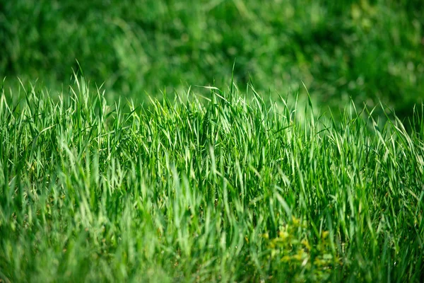 Green grass, natural background texture, fresh spring sunny outdoor — Stock Photo, Image