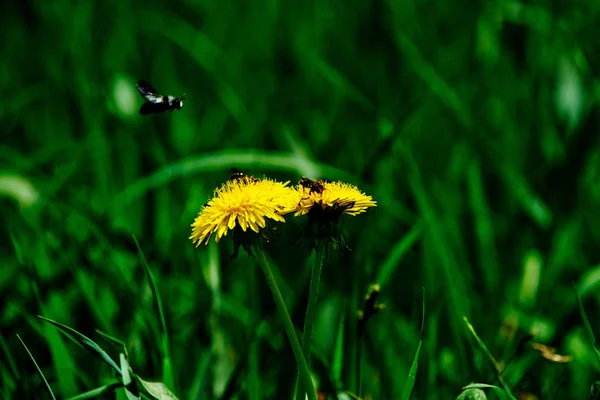 Grass green color with bee on yellow dandelion flower — Stock Photo, Image