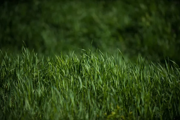 Grass, green natural background texture, fresh spring sunny outdoor — Stock Photo, Image