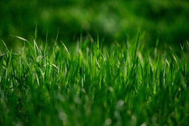 Ekoloji ve çevre, Bahar ve yaz, tazelik ve Rekreasyon