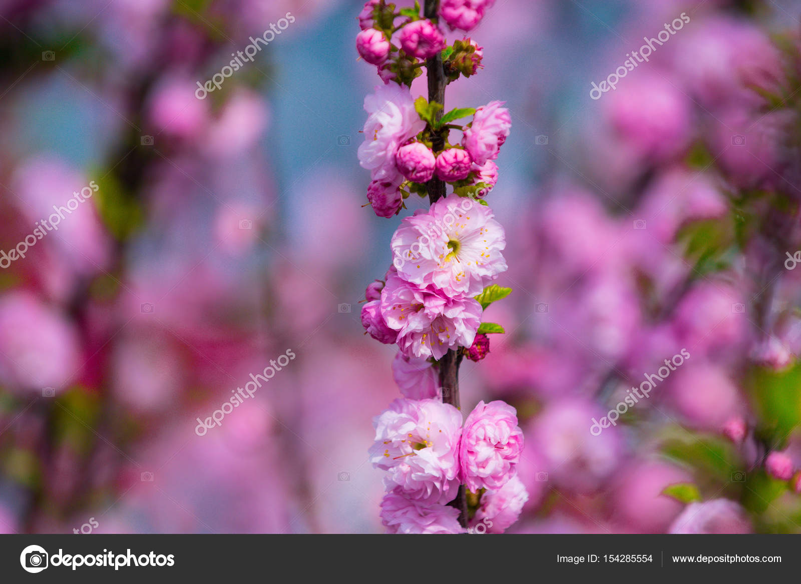 Belles Fleurs De Sakura Fleur Arbre Rose Couleur Sur Branche