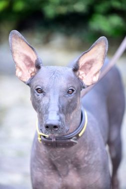 Xoloitzcuintli doğurmak, Meksika hairless köpek gri renk açık köpek