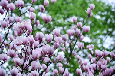 çiçek çiçek açan Manolya ağacı dalı üzerinde renk pembe