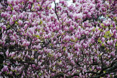 çiçek arka plan, yaz veya bahar doğa, Bahçe peyzaj tasarım