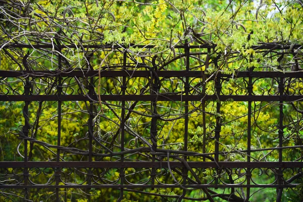 铁栅栏与无叶的小枝在绿色自然背景 — 图库照片