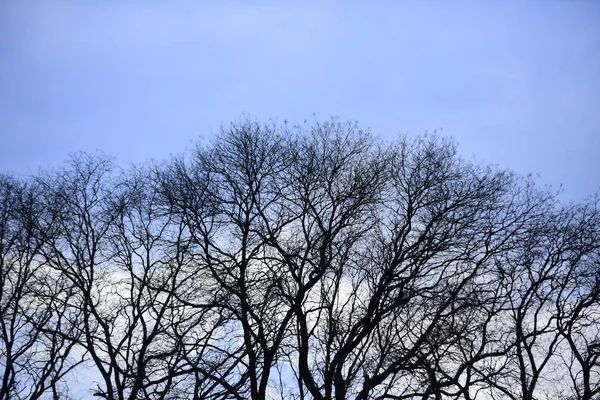 Floresta de árvore nua no céu azul fundo natural — Fotografia de Stock