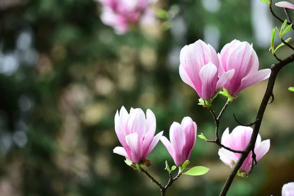 Bellissimi fiori di magnolia albero fiorito colore rosa su ramo — Foto Stock