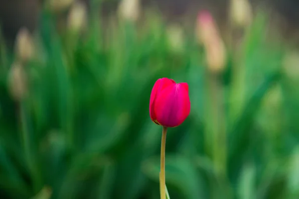 Tulipán, piros színű, gyönyörű virágok, a zöld virágágyásba — Stock Fotó