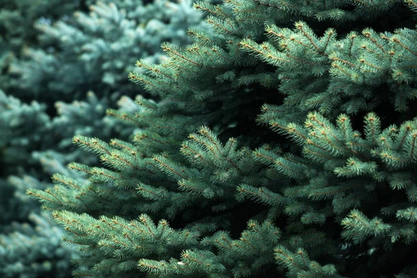 Fundo de ramo de abeto verde, árvore de abeto de ramo jovem fofo com agulhas — Fotografia de Stock