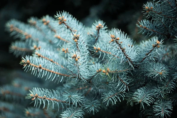 Natuur en milieu, Kerstmis en Nieuwjaar, traditionele vakantie feest — Stockfoto