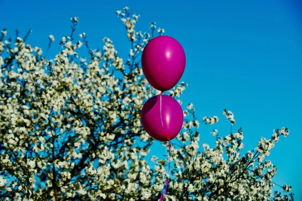 Globos de fiesta rosa en flores de cerezo en flor blanca — Foto de Stock