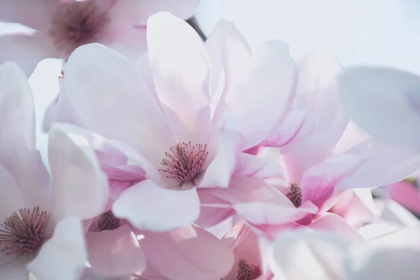 Sakura veya kiraz çiçeği bahar sezonunda pembe, japan — Stok fotoğraf