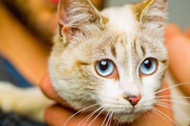 Şirin kedi başkanı