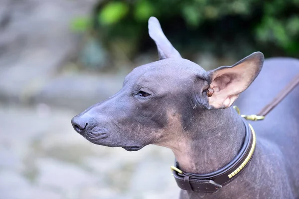 Bulanık arka plan üzerine açık gri renk tenli tüysüz köpek — Stok fotoğraf