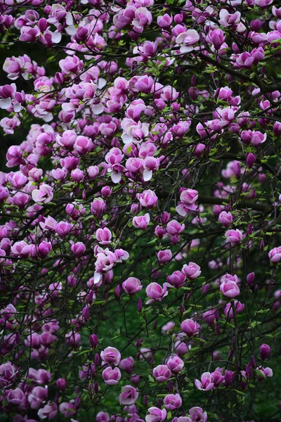 Magnolia drzewo kwiat z różowe kwiaty na oddział w ogrodzie — Zdjęcie stockowe