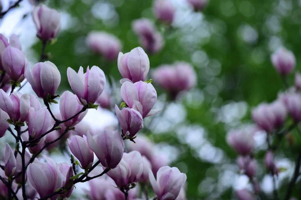 Mooie bloemen van de magnolia bloeiende boom roze kleur op tak — Stockfoto